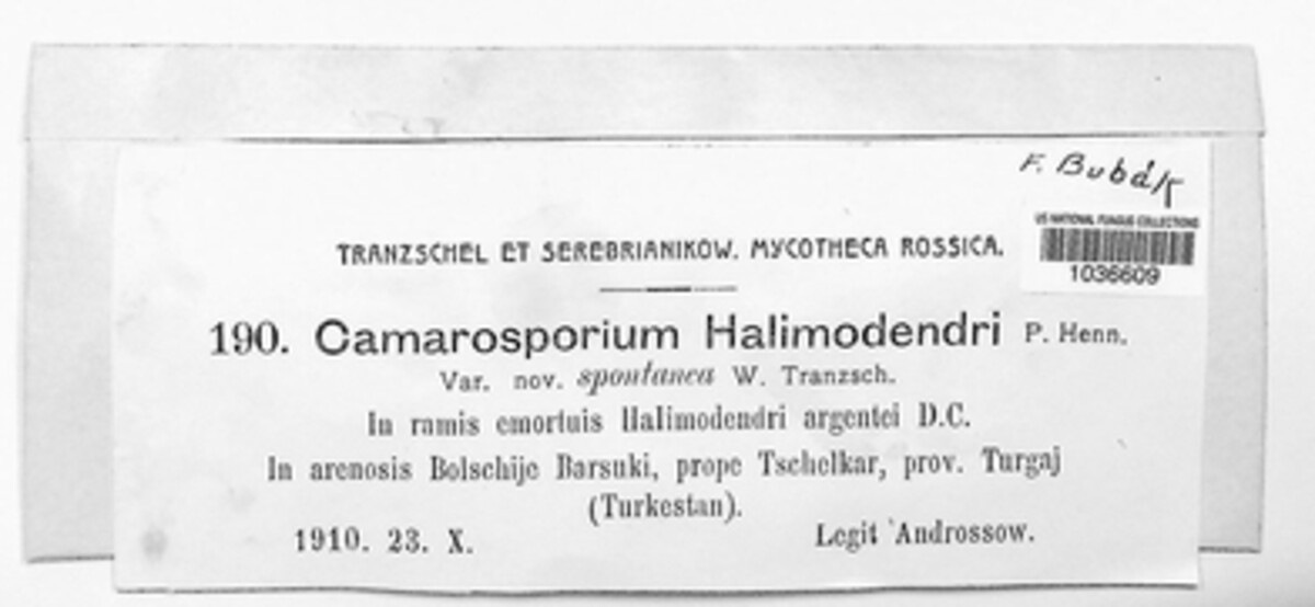 Camarosporium halimodendri image